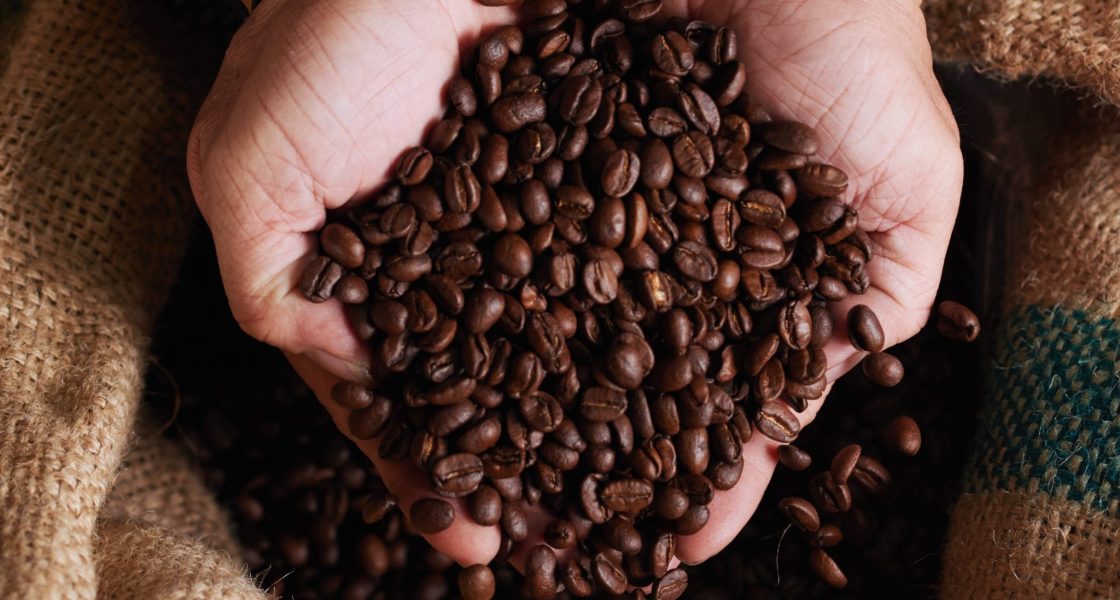 Mãos segurando grãos de café torrados, com sacos de juta ao fundo, destacando a qualidade e o frescor dos grãos.